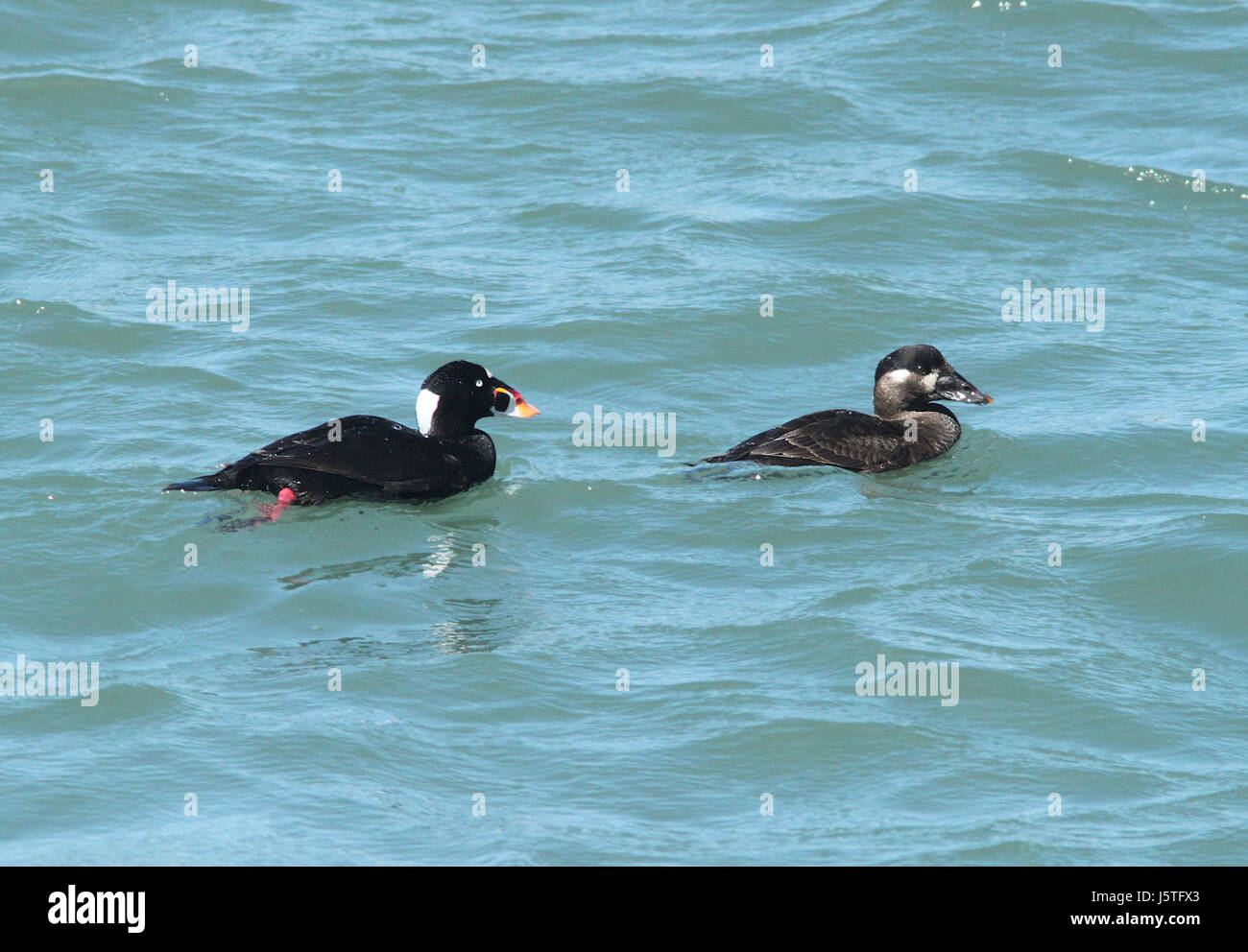 Le Surf Scoter, une espèce de canard de mer, a été observé à Morro Bay, en Californie, le 22 mars 2010. Connu pour son plumage saisissant, le Surf Scoter se trouve le long de la côte Pacifique de l'Amérique du Nord, souvent dans les eaux côtières. Banque D'Images