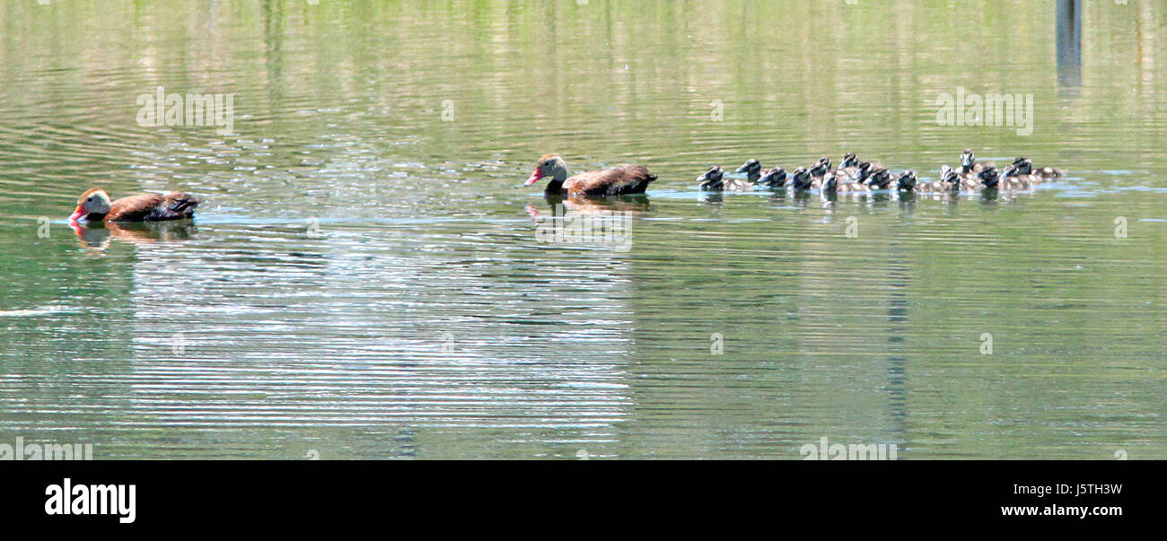 003 - Black-bellied Whistling-duck (8-4-12) pat Lake State Park, SCC, az (8706734119) Banque D'Images