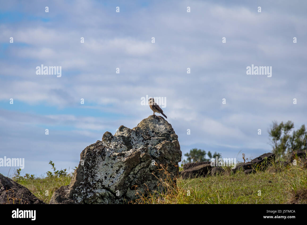 Caracara Chimango falcon - l'île de Pâques, Chili Banque D'Images