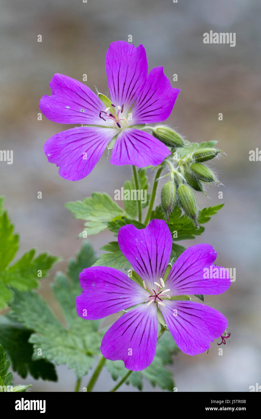 Au début de l'été fleurs mauve de la plante vivace ornementale, géranium 'Sirak' Banque D'Images