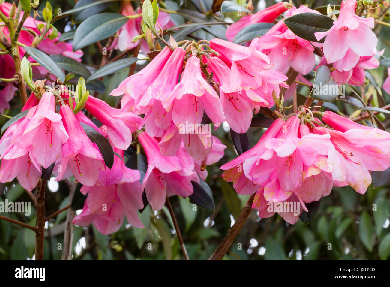 Rose fleurs suspendues Bell de l'arbuste en fleurs mai, Rhododendron cinnabarinum 'cascade' Banque D'Images