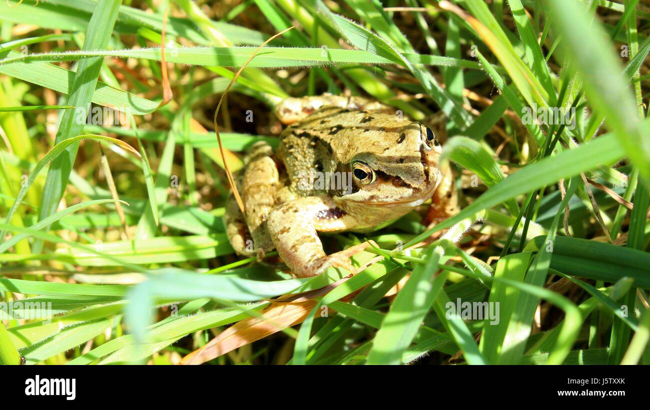 Caché dans l'herbe de la grenouille Banque D'Images