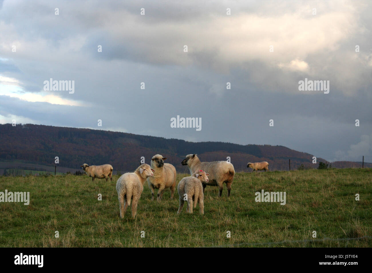 Troupeau de moutons Agneaux de pâques marqué enfant animal curieux curiosité météo nosey Banque D'Images