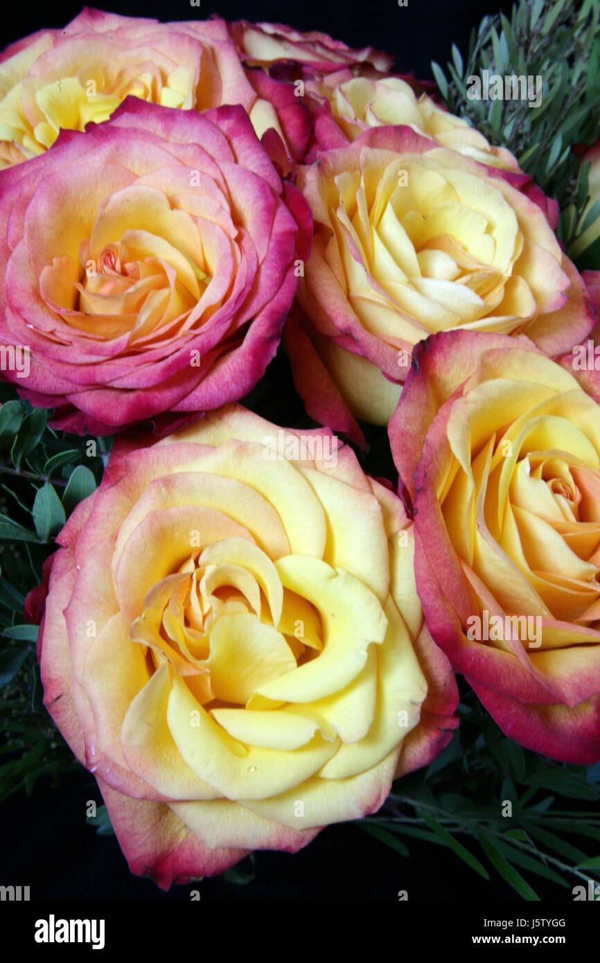 Plante à fleurs roses fleurs roses valentines day purger l'amour dans l'amour est tombé en amour Banque D'Images
