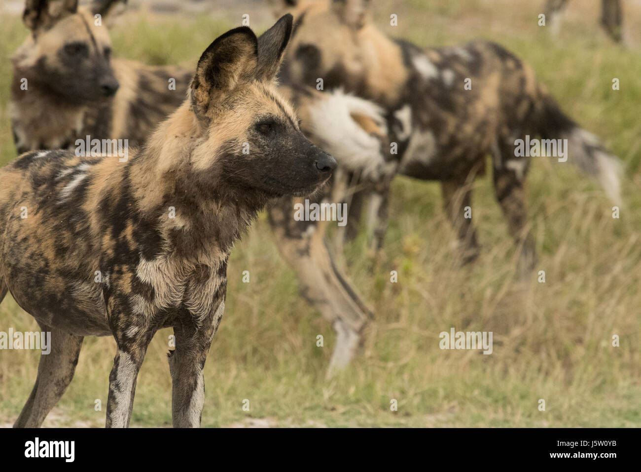 Les chiens de chasse du Cap également connu sous le nom de Lycaons en jouant et la chasse dans le Delta de l'Okavango au Botswana Banque D'Images