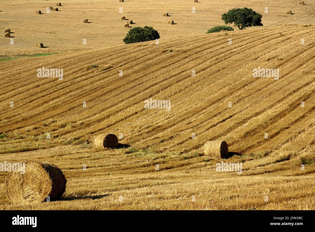 Champ d'arbre lisse blé farm hay firmament sky sous caution belle beauteously nice Banque D'Images