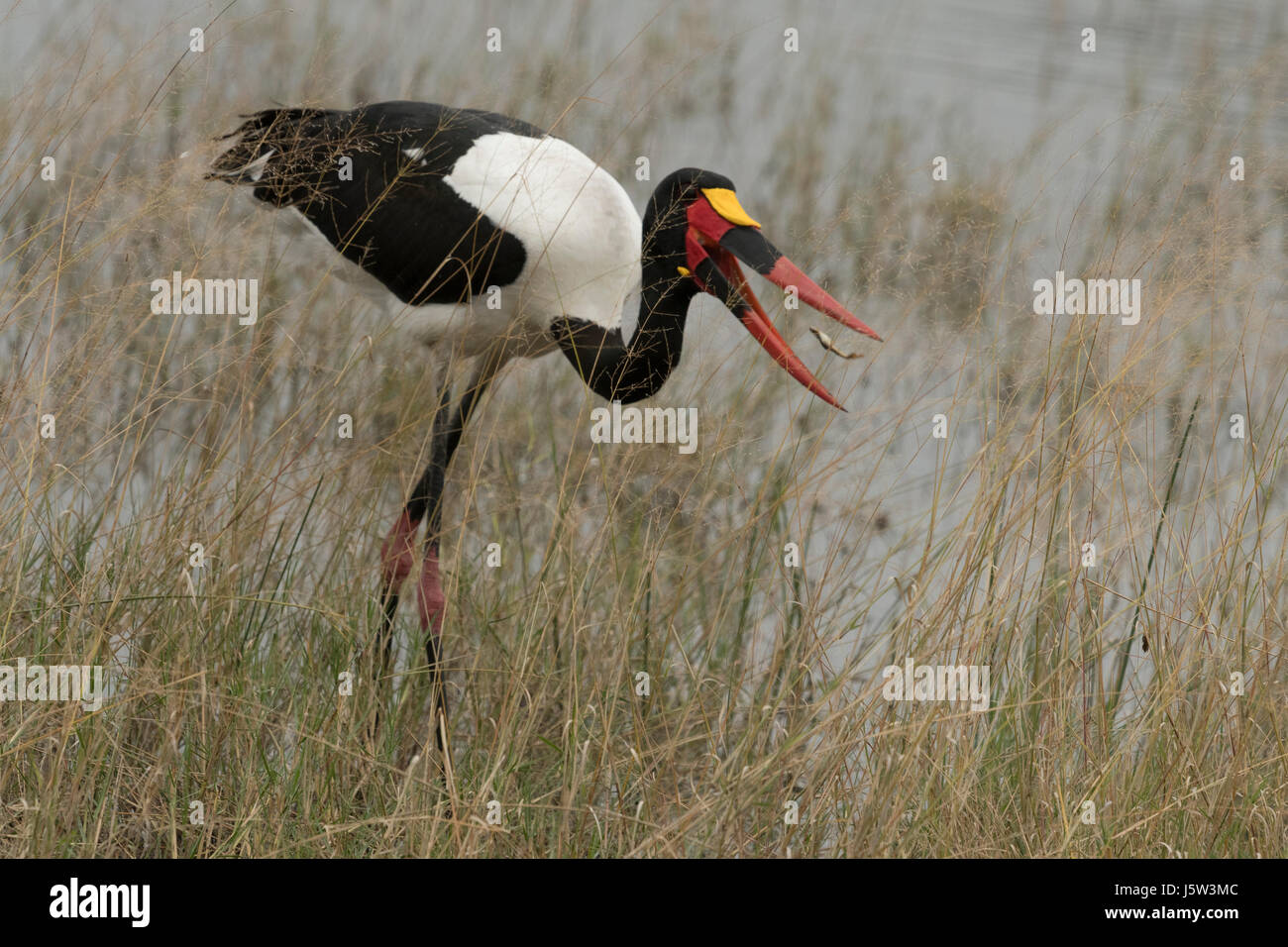 Bec de selle pêche stork Banque D'Images