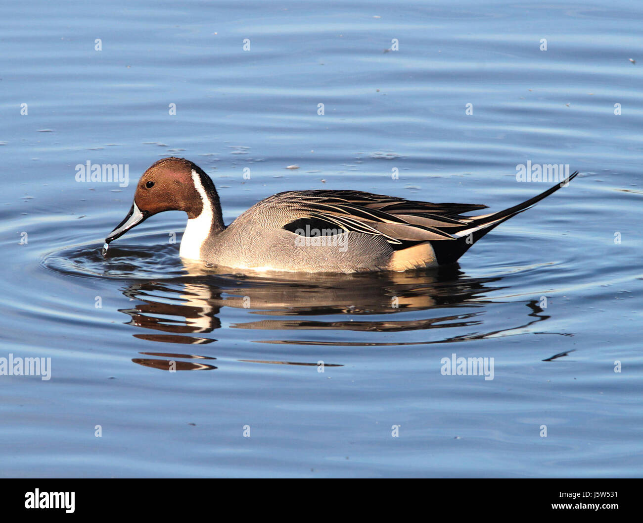 036 - Le Canard pilet (12-23-11) comté nwr, ca (5) (8713314281) Banque D'Images