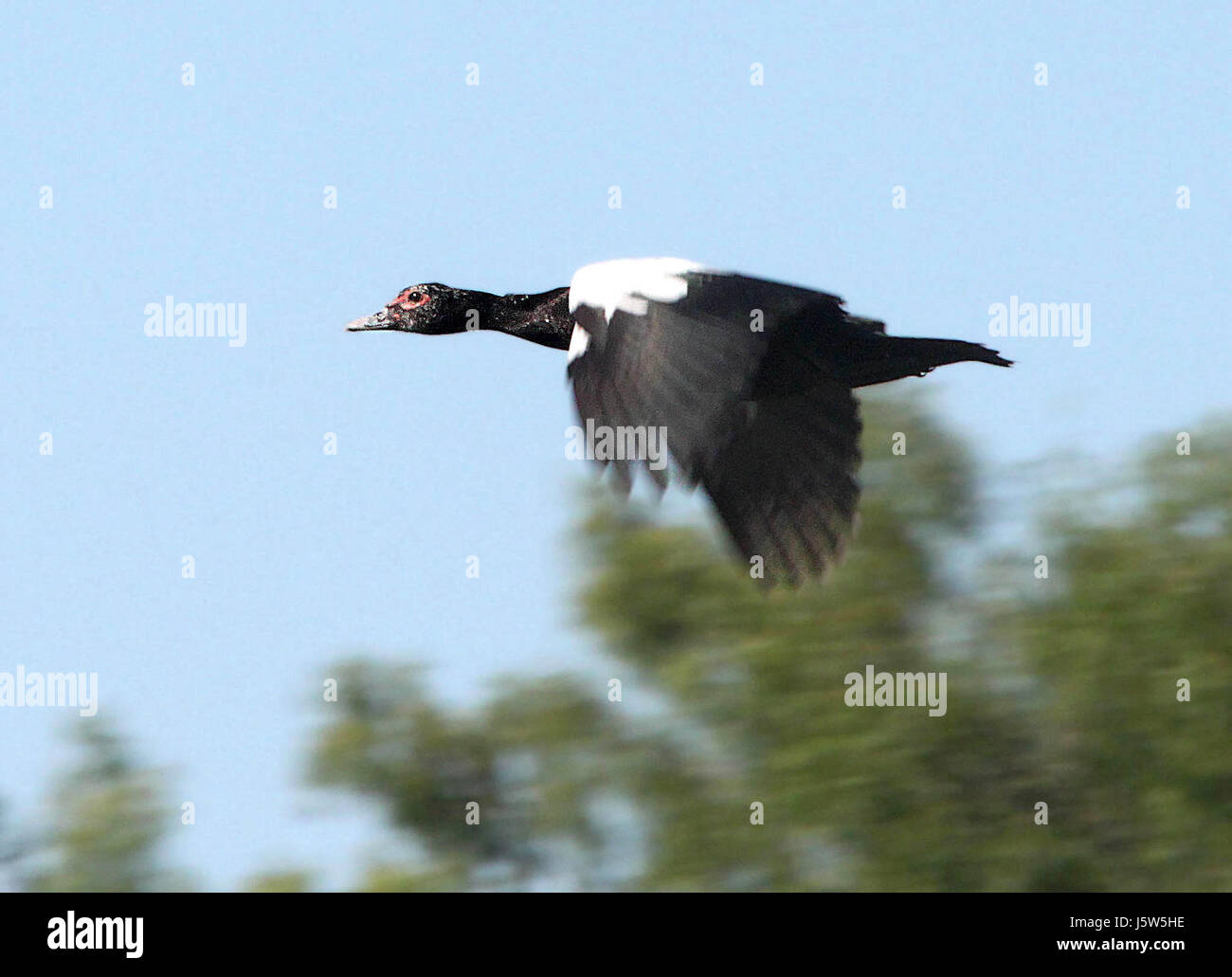 Cette image montre un canard de Barbarie photographié à Salineno, Texas. Le canard de Barbarie est connu pour sa peau rouge distinctive du visage et sa grande taille. On le trouve couramment en Amérique du Nord et en Amérique du Sud et est devenu une espèce envahissante dans certaines régions. Banque D'Images