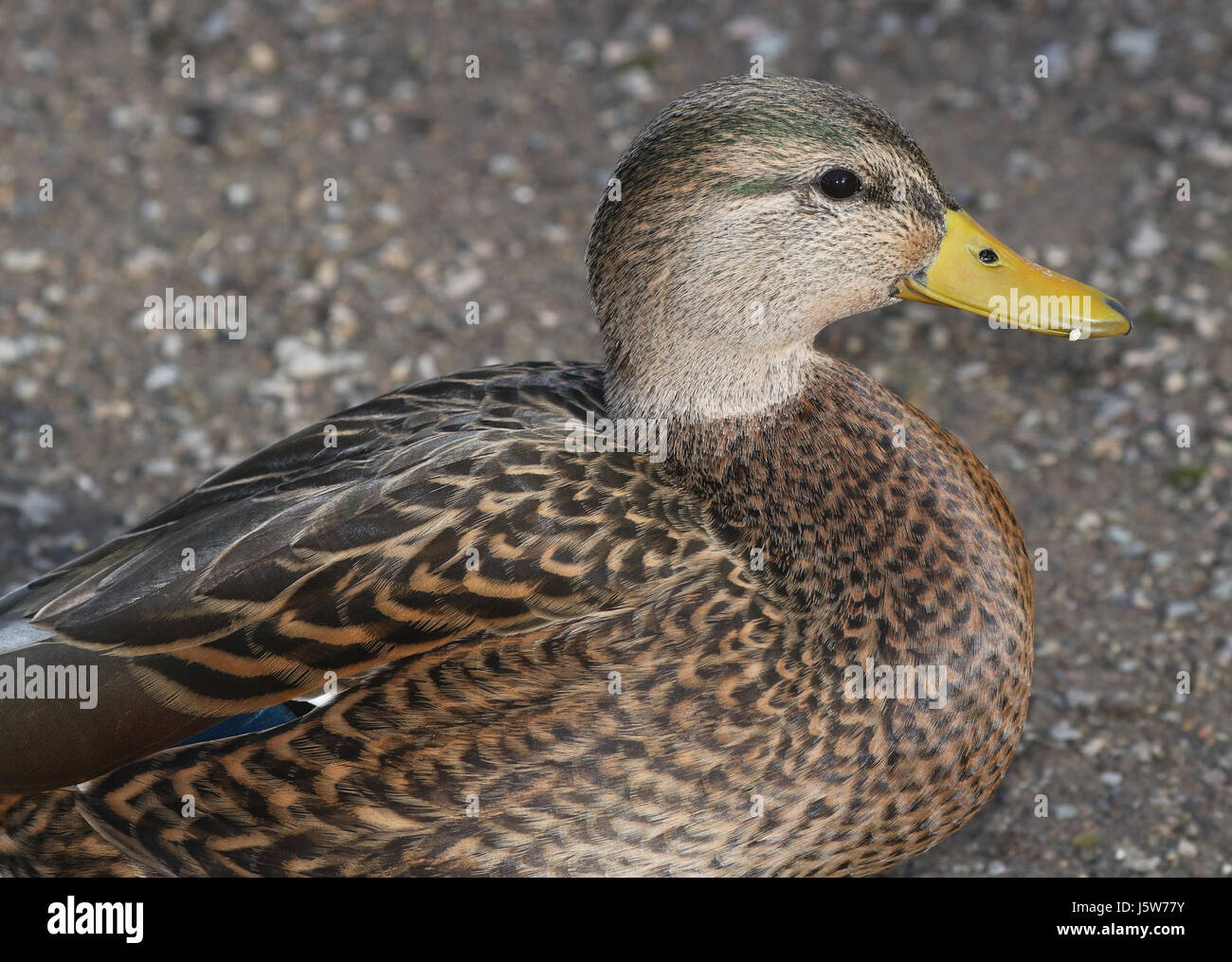 Cette image montre un canard mâle hybride Northern x Mexican Mallard, observé le 5 décembre 2016 à Farmington, dans le comté de San Juan, au Nouveau-Mexique. Le canard colvert est une espèce commune de sauvagine connue pour son adaptabilité à différents environnements et son hybridation dans certaines régions. Banque D'Images
