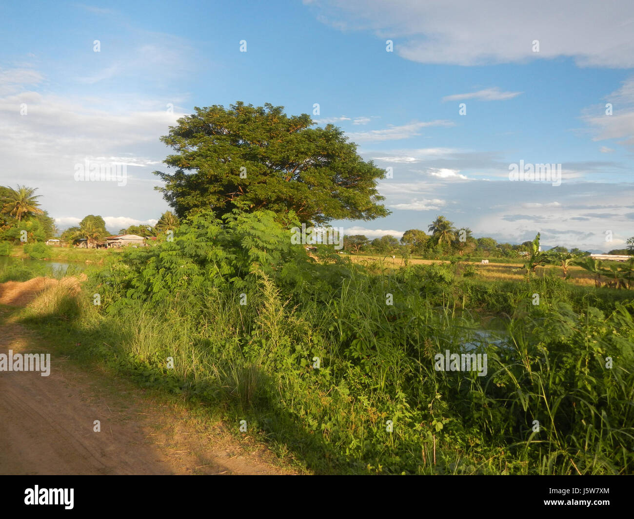 01008 arbres étangs des prairies rizières Sitio irrigation San Jose 20 Matabubok Plaridel Banque D'Images