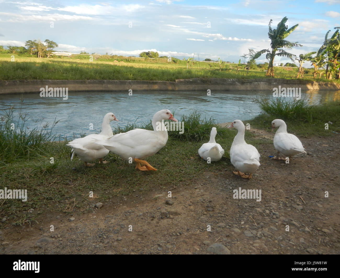 01083 arbres étangs à l'irrigation des rizières Site Sakdalan San Jose 23 Plaridel Banque D'Images