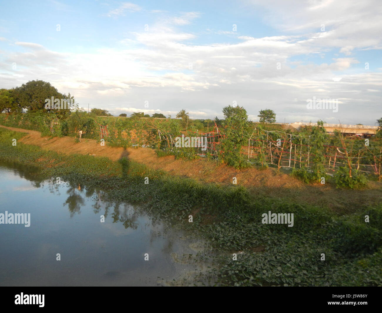 051 rizières arbres prairies étangs à Sakdalan irrigation San Jose 09 route de Bulacan Plaridel Banque D'Images