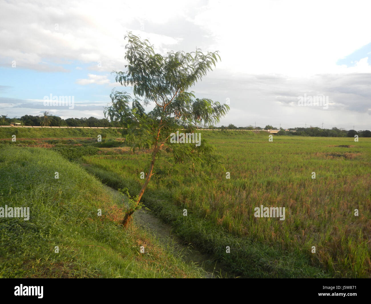 051 rizières arbres prairies étangs à Sakdalan irrigation San Jose 11 route de Bulacan Plaridel Banque D'Images