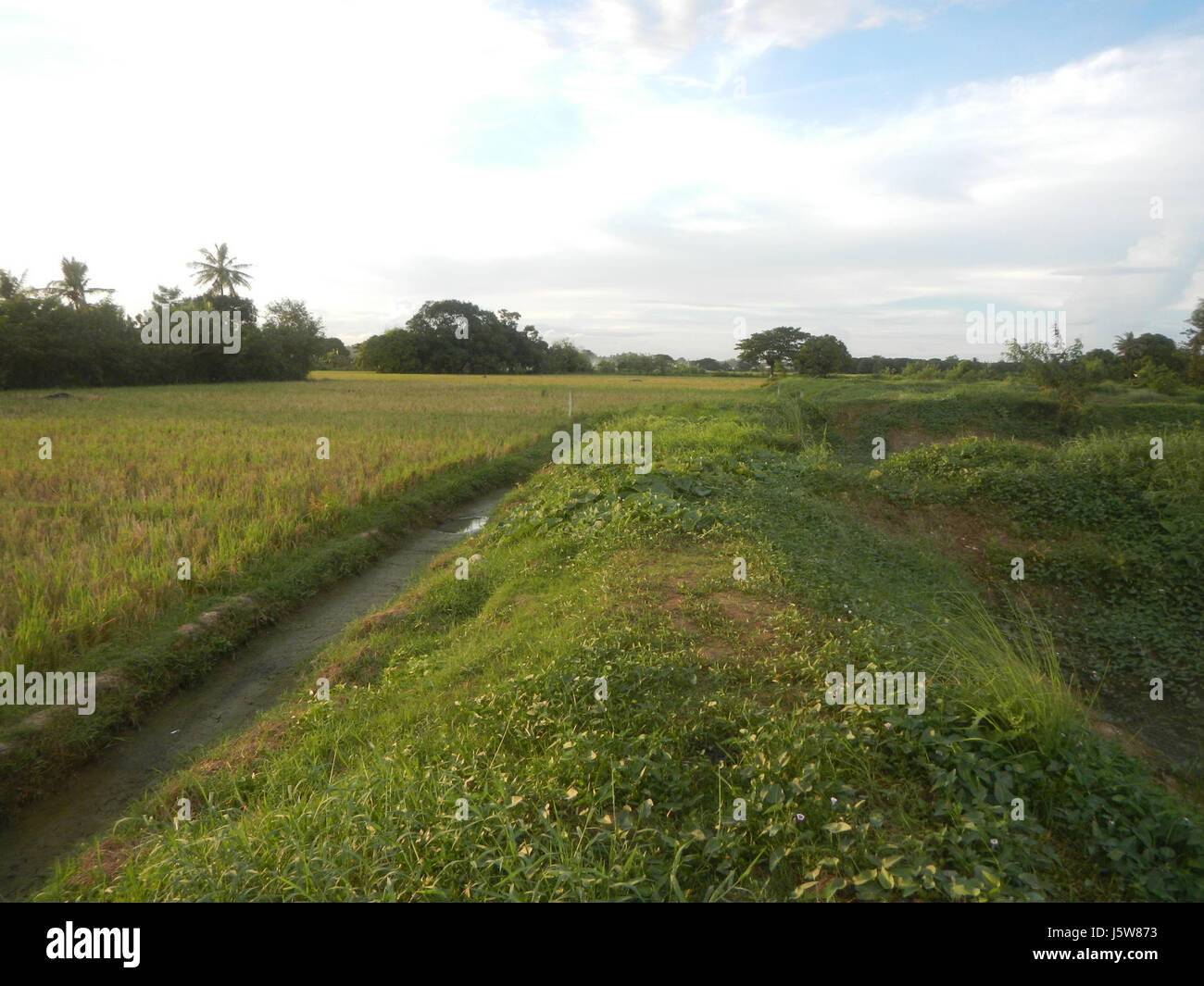 051 rizières arbres prairies étangs à Sakdalan irrigation San Jose 13 route de Bulacan Plaridel Banque D'Images