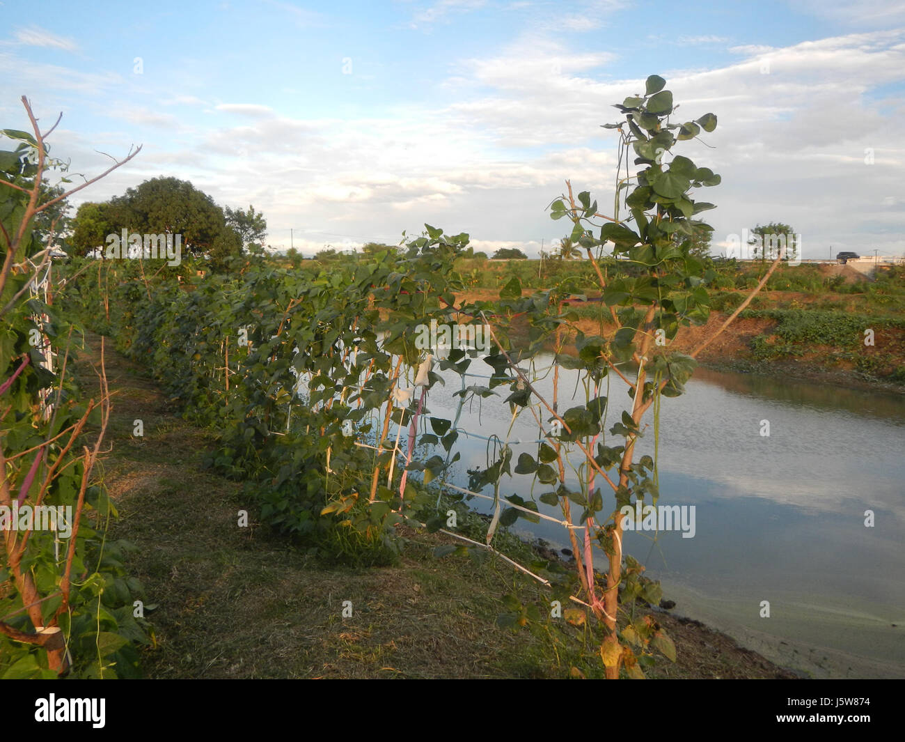 051 rizières arbres prairies étangs à Sakdalan irrigation San Jose 14 route de Bulacan Plaridel Banque D'Images
