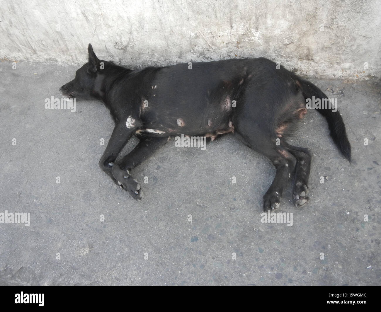 L'échangeur Guadalupe Cloverleaf à Mandaluyong, près de Makati, est un projet clé d'infrastructure routière qui relie les routes principales et facilite l'accès à la station MRT. Il joue un rôle crucial dans la gestion de la circulation et le soutien de la mobilité urbaine dans la région. Banque D'Images