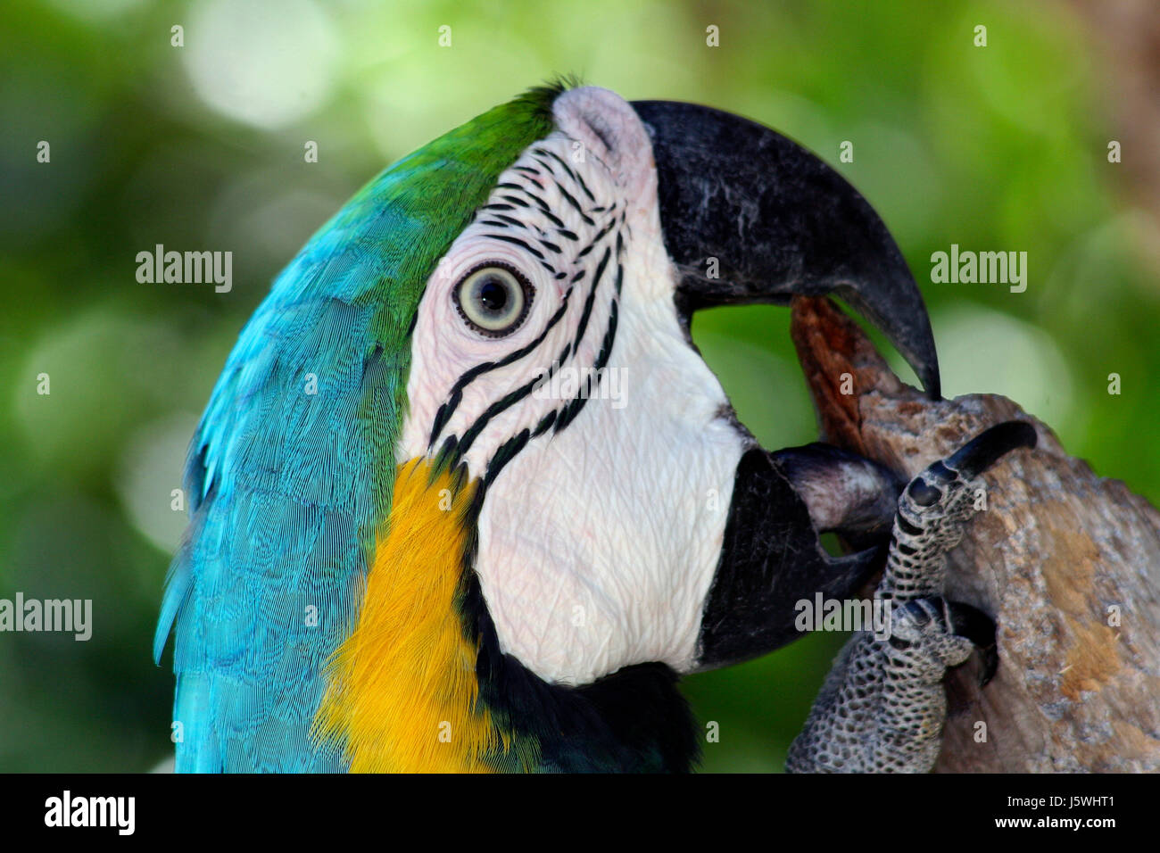 Animal bleu oiseau de compagnie visage vert coloré superbe richement multiples Banque D'Images
