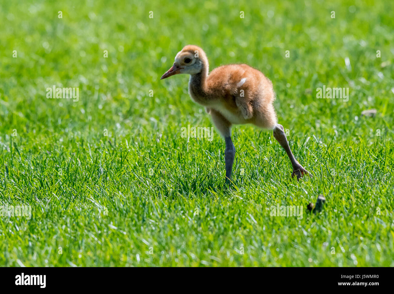 La grue Antigone (canadensis) chick marche sur le terrain. Banque D'Images