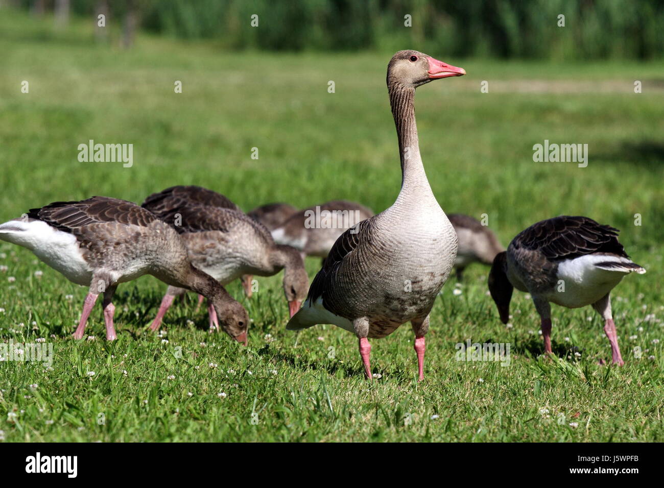 Gander Goose geeser autrichiens neiges Oie mâle femelle burgenland geeser Gander Banque D'Images