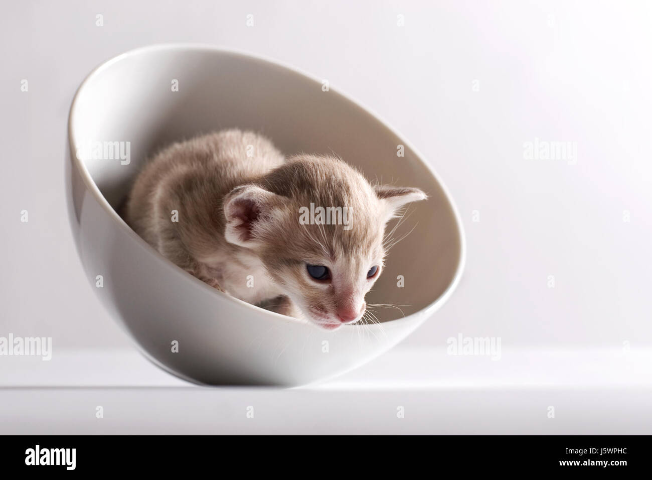 Katzenkind in bowl Banque D'Images