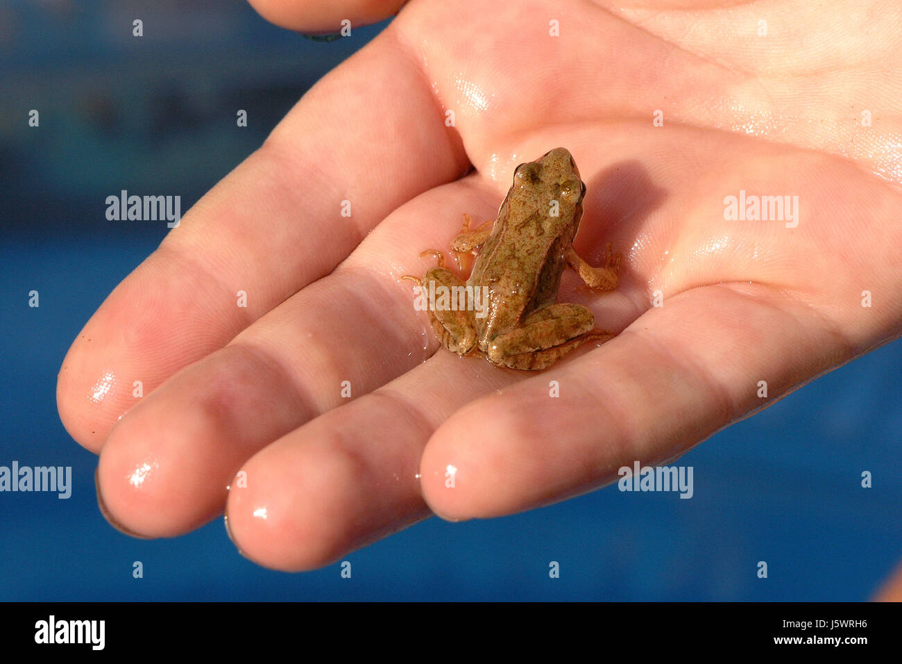 Petit Doigt main toute petite grenouille crapaud court tenir la main minuscule petit doigt Banque D'Images