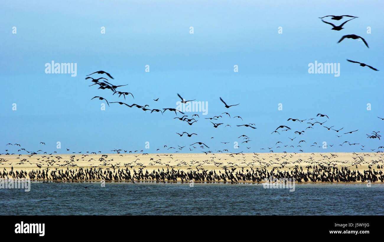 Bord de plage la plage mer colonie de cormorans à l'école de l'essaim de mouches voler flys Banque D'Images