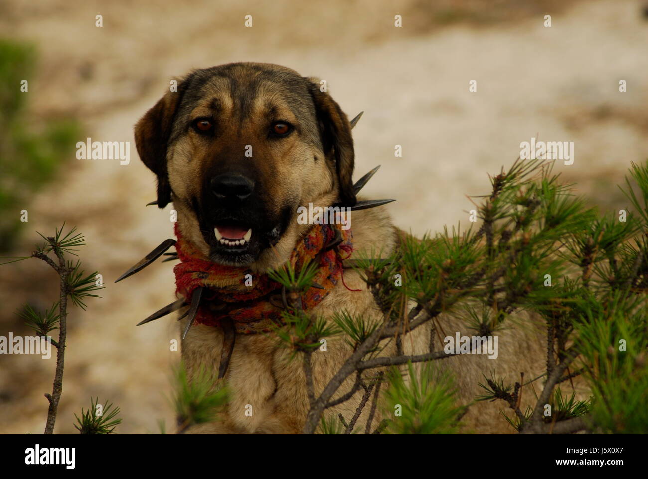 Dog turkey Banque de photographies et d'images à haute résolution - Alamy