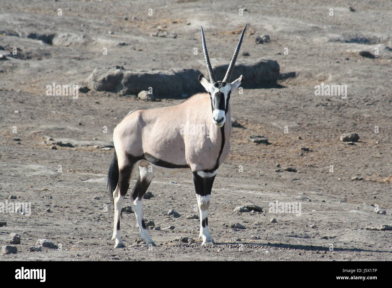 La Namibie La Namibie Afrique Afrique antilope antilope oryx peut-être sugetier masque Banque D'Images