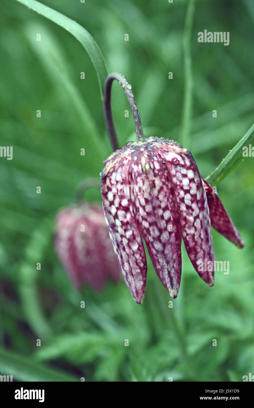 schachblume Banque D'Images