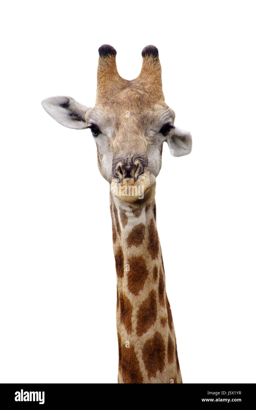 Girafe de front l'élaboration du modèle de forme design formation figure cou animal tête Banque D'Images