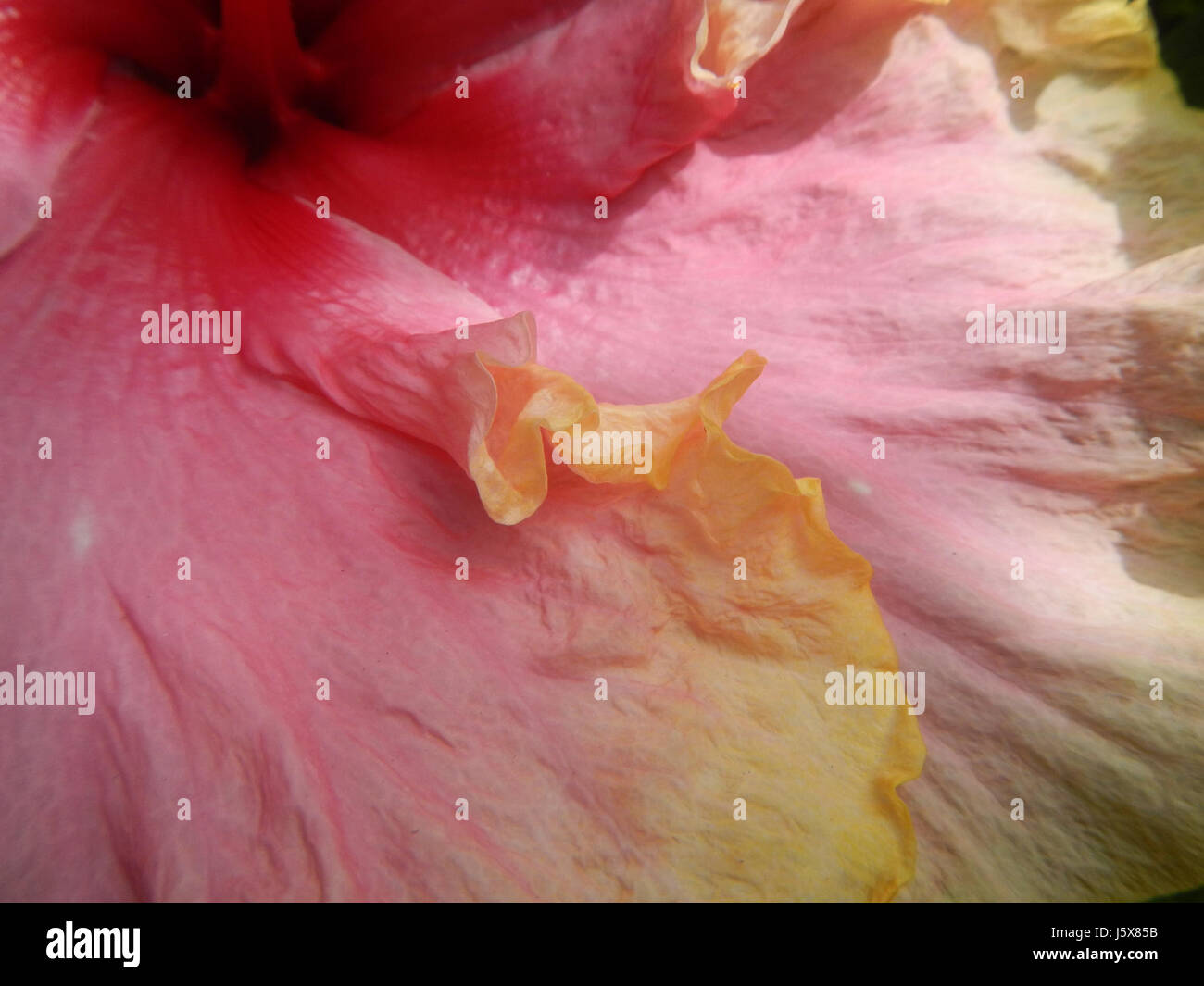 Une photographie botanique de Hibiscus rosa-sinensis Linn, communément appelé hibiscus chinois, cultivé à Bulacan, aux Philippines, mettant en valeur ses fleurs et son feuillage vibrants. Banque D'Images