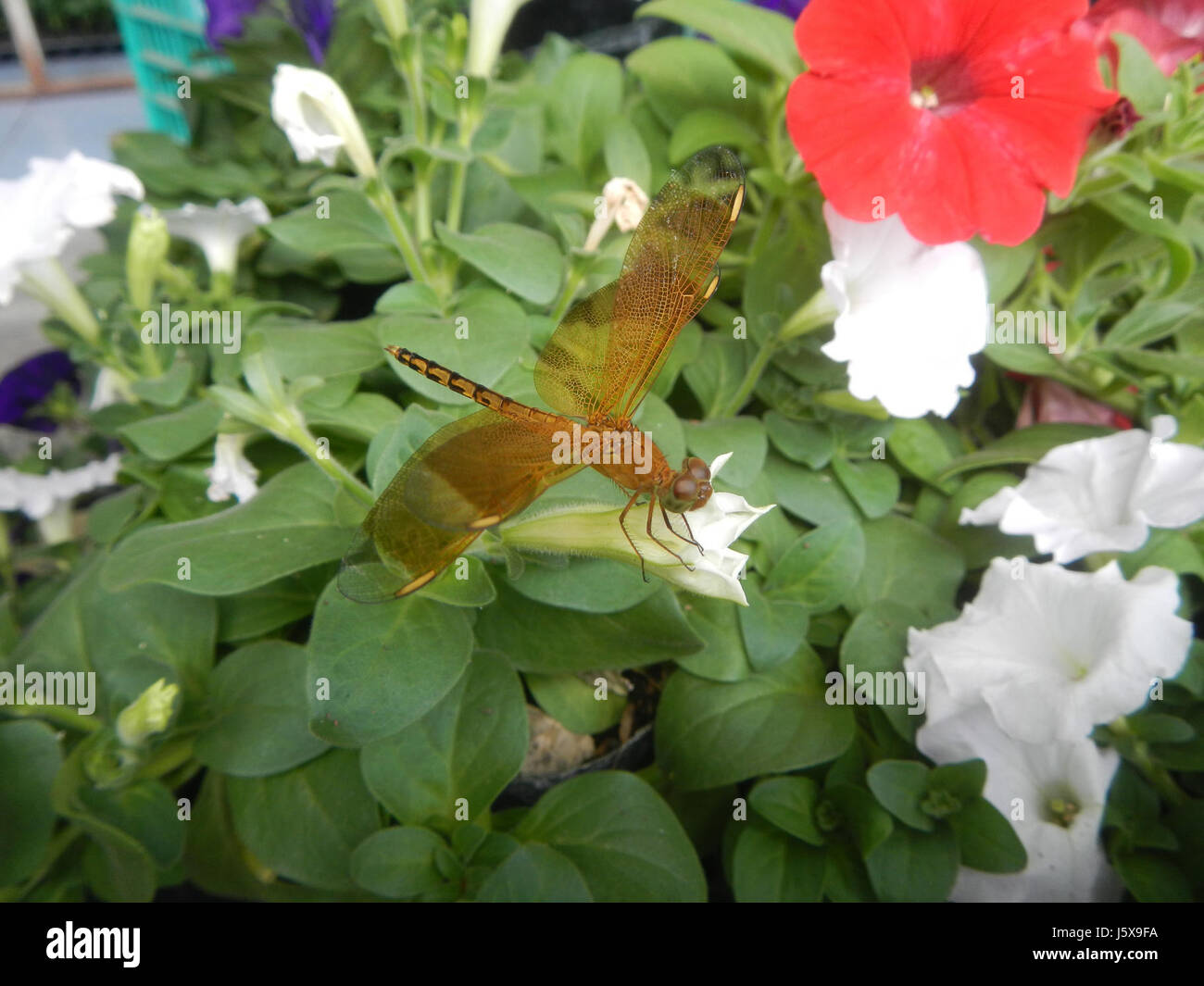 03084 Gros plans des libellules sur les fleurs aux Philippines 07 Banque D'Images
