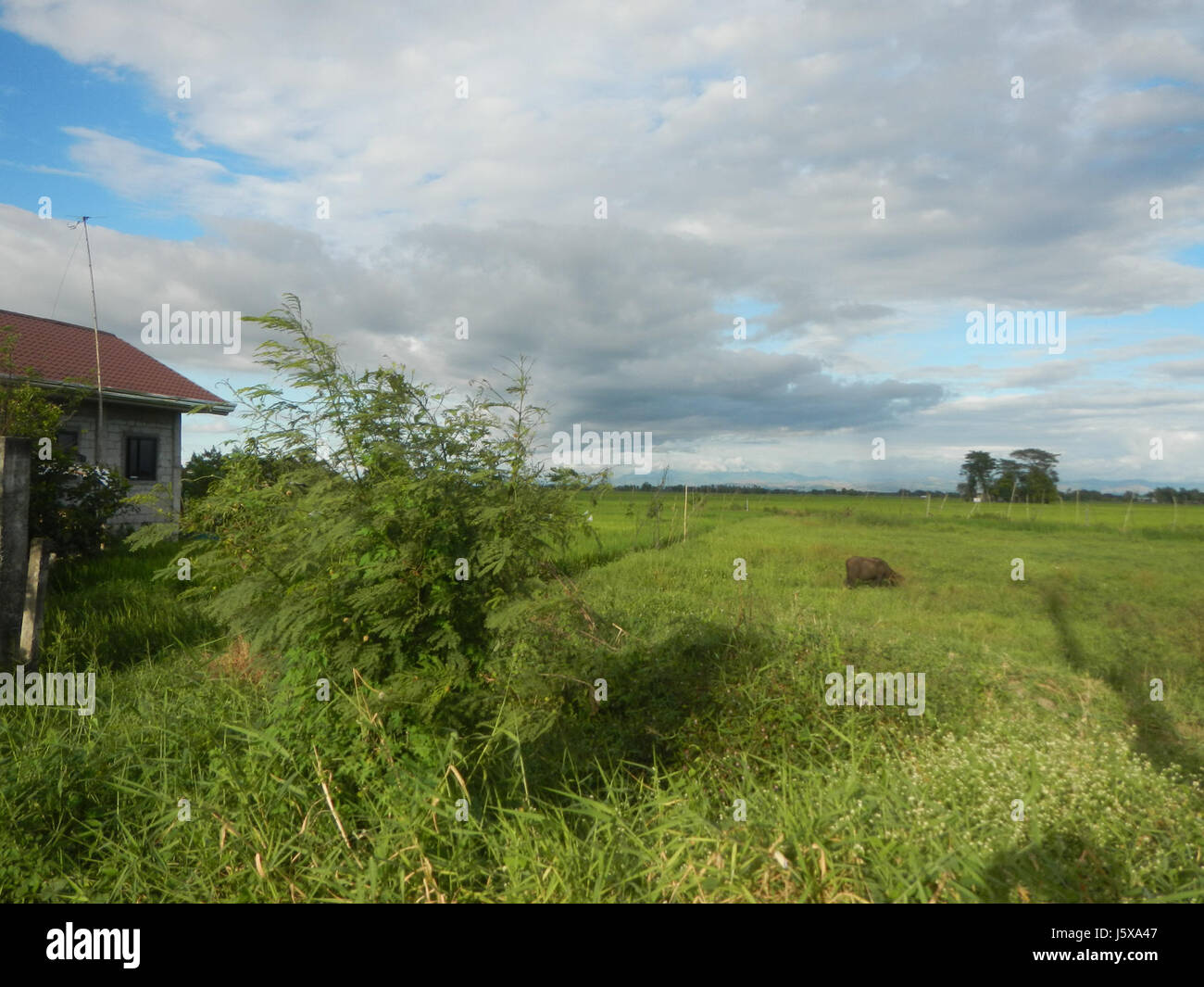 Ce titre décrit le paysage agricole de San Isidro, Nueva Ecija, avec des rizières, des prairies, des arbres, et les systèmes d'irrigation, importants pour les activités agricoles dans la région. Banque D'Images