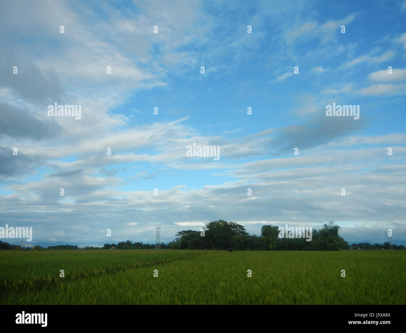 Vue des rizières, prairies et systèmes d'irrigation à Pulo Tabon, San Isidro, Nueva Ecija, Philippines. La région est connue pour son paysage agricole et la culture du riz. Banque D'Images