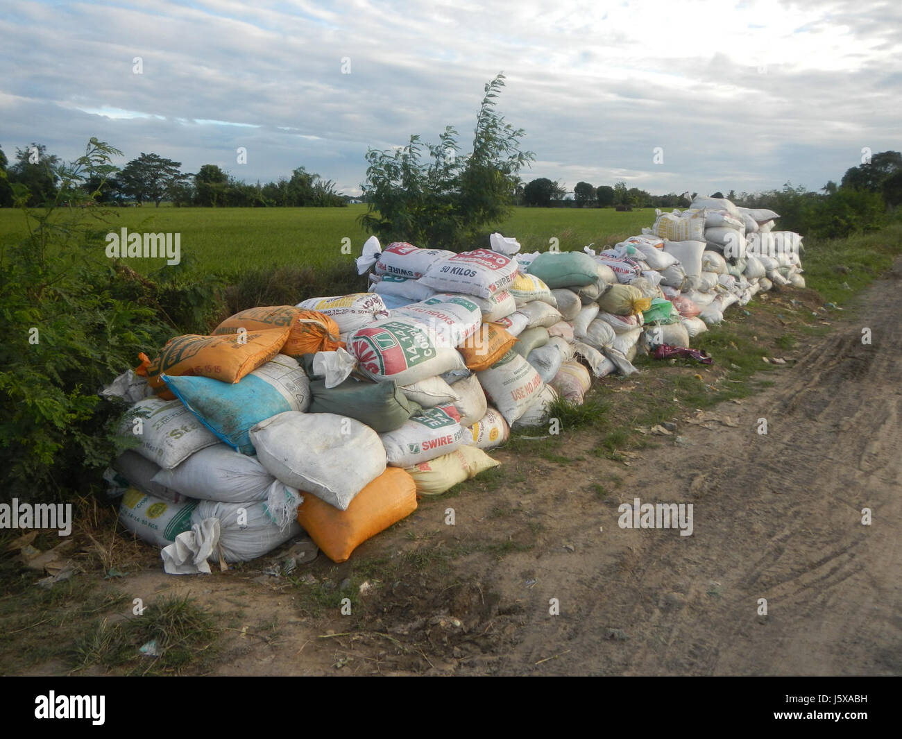 Cette photographie capture le paysage agricole de Pulo, San Isidro, Nueva Ecija, mettant en valeur les rizières, les prairies, arbres et systèmes d'irrigation. Il met en lumière les pratiques agricoles de la région et l'environnement naturel qui soutient les communautés agricoles. Banque D'Images