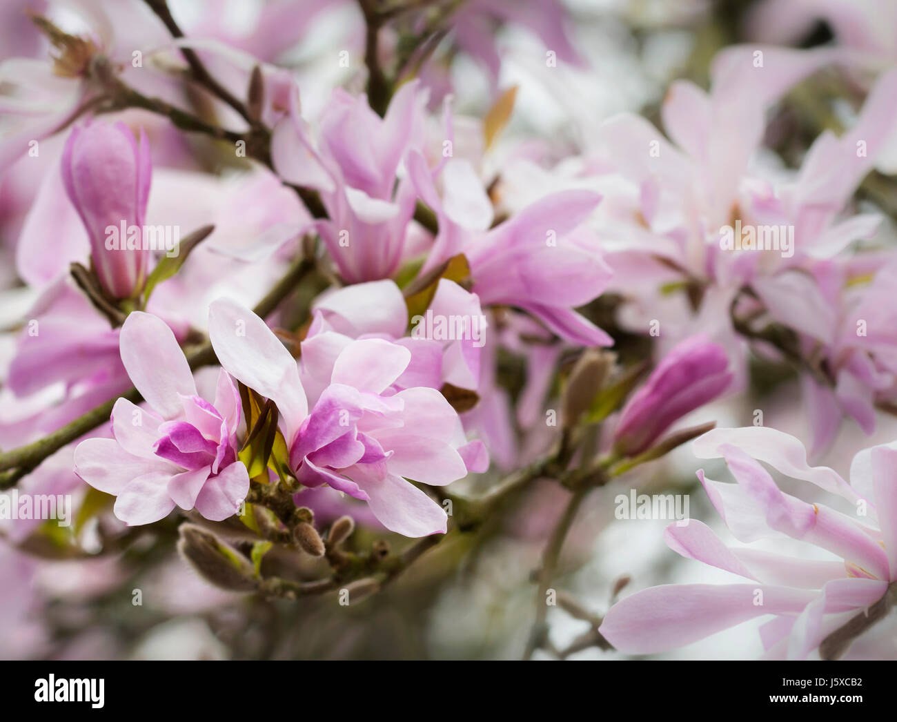Magnolia, Magnolia 'Leonard Messel', Magnolia x loebneri 'Leonard Messel', rose pastel de fleurs en plein air, sur l'arbre. Banque D'Images