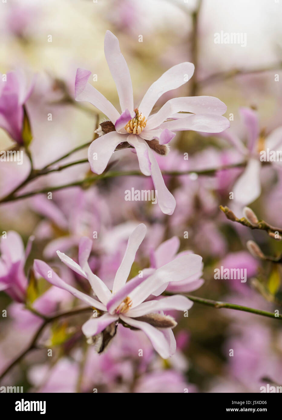 Magnolia, Magnolia 'Leonard Messel', Magnolia x loebneri 'Leonard Messel', rose pastel de fleurs en plein air, sur l'arbre. Banque D'Images