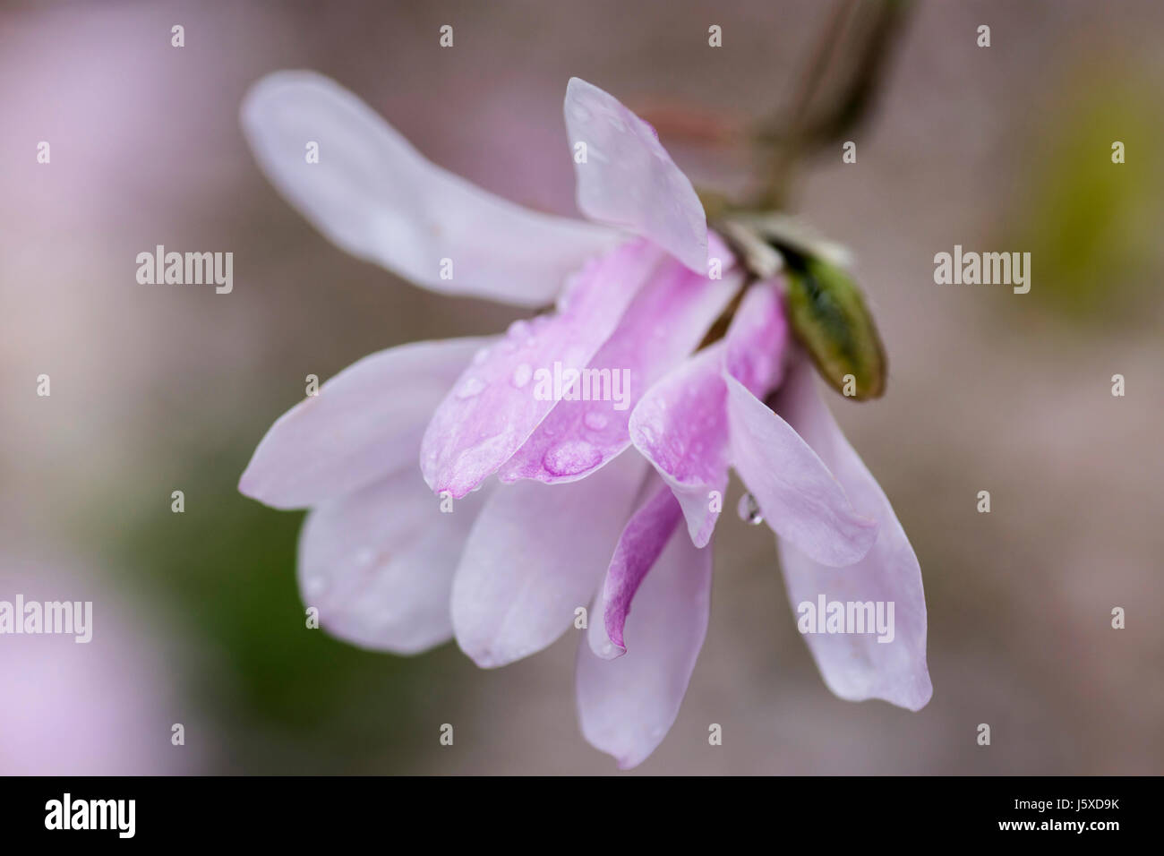 Magnolia, Magnolia 'Leonard Messel', Magnolia x loebneri 'Leonard Messel', rose pastel de fleurs en plein air, sur l'arbre. Banque D'Images