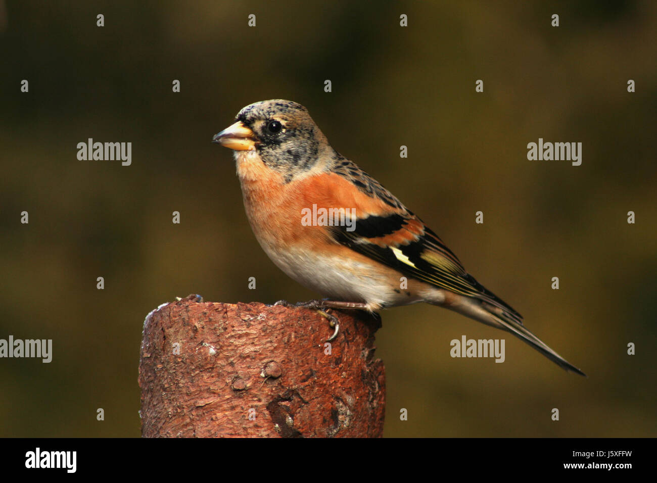 Nature Oiseaux Oiseaux aliment alimentaire arbre eco jardin animaux oiseaux Vert Brun Brun Banque D'Images