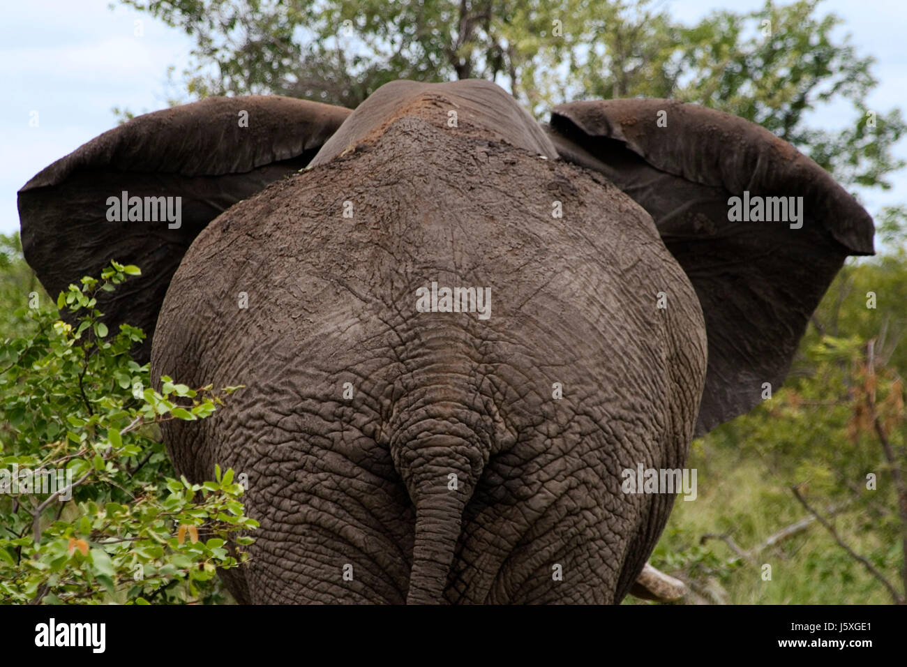 Elephant bas cul cul animal voyage Afrique sauvage mammifère des défenses  d'éléphant Photo Stock - Alamy