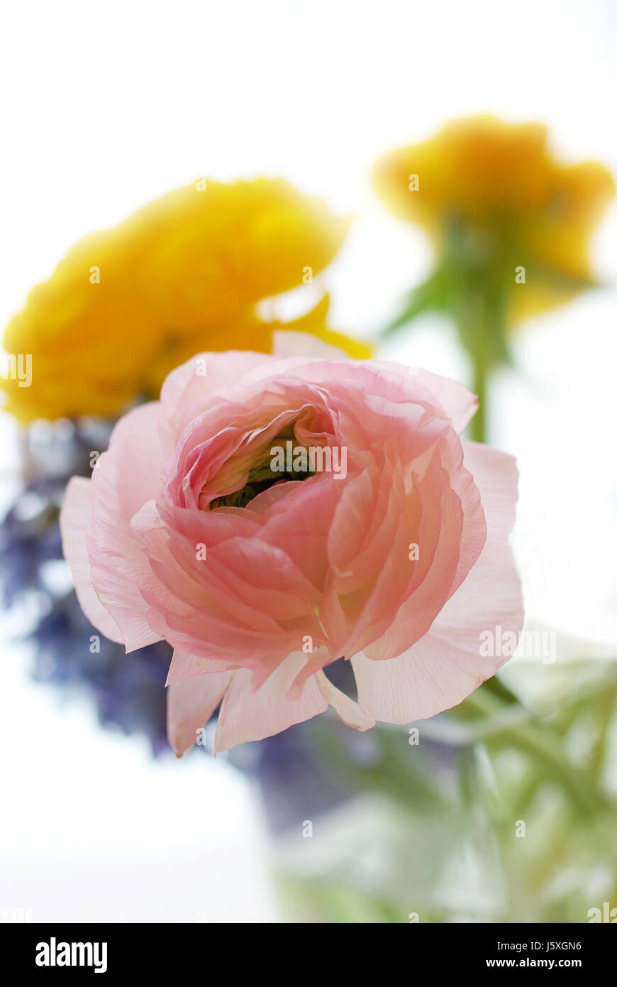 Plante à fleurs d'été fleurs pastel bouquet de fleurs coupées summerly  ranunculus Photo Stock - Alamy