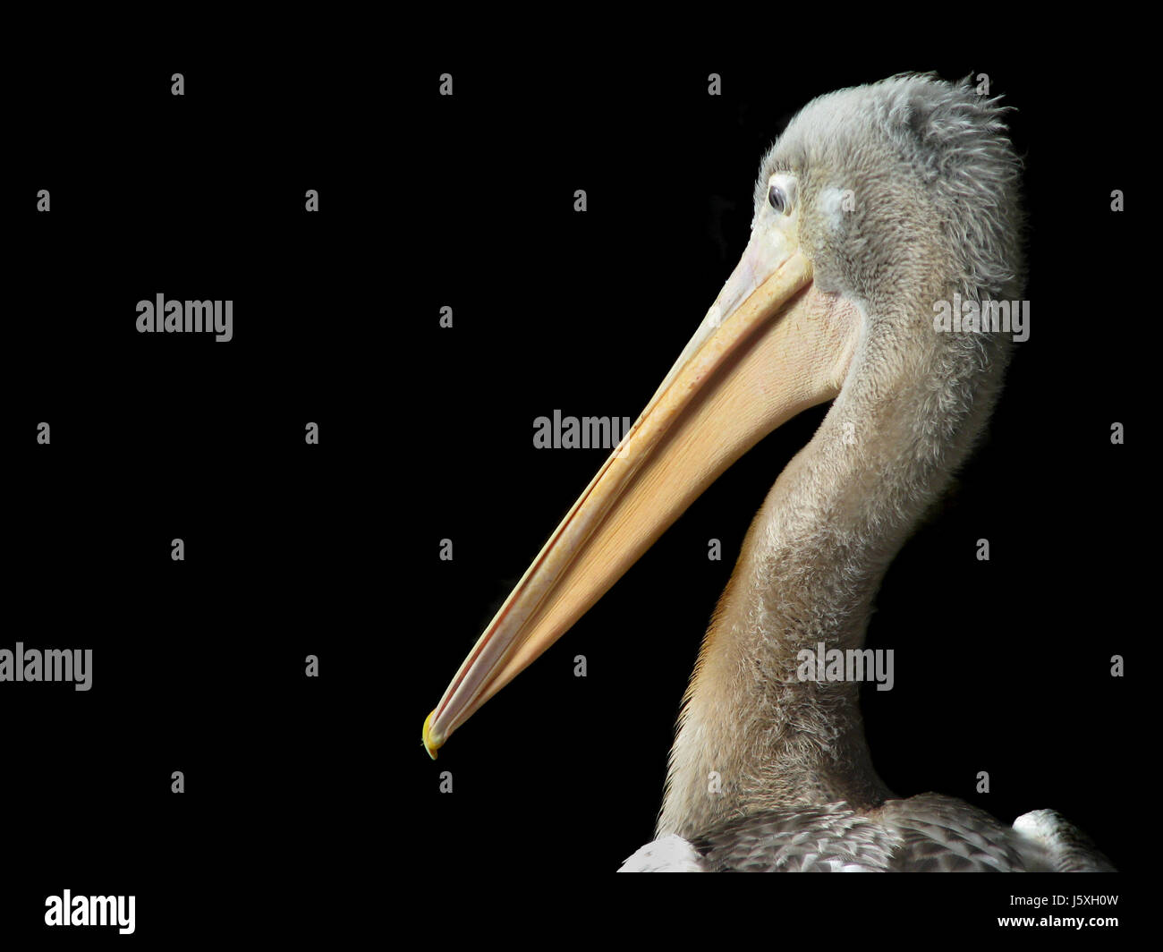 Oiseau noir isolé jetblack basané noir plumes oiseaux pelican bec Banque D'Images