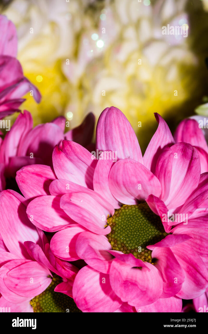 Un chrysanthème très populaire et le jardin de fleurs Banque D'Images