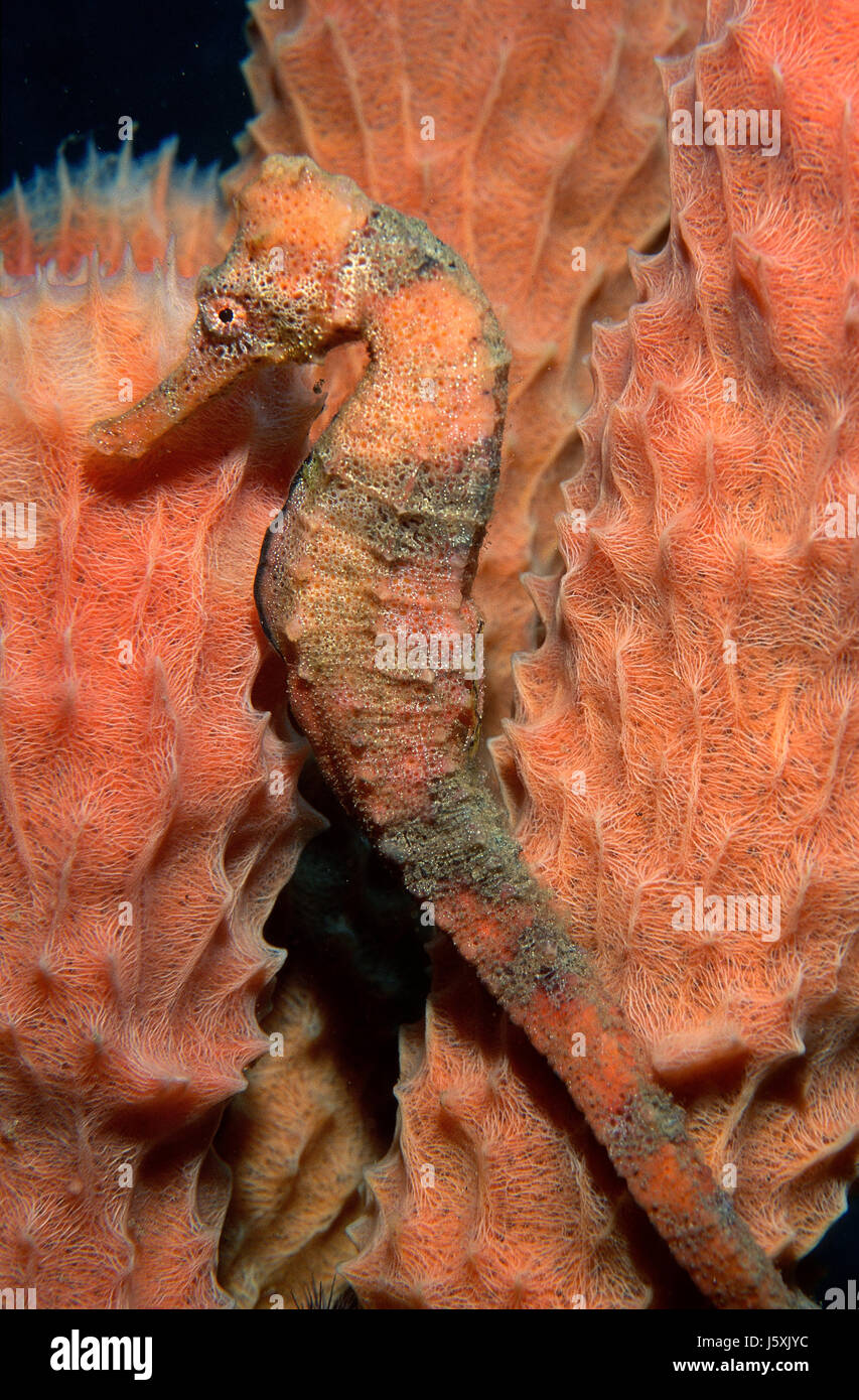 Long museau, hippocampes Hippocampus reidi Banque D'Images