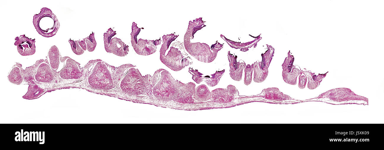 Bras d'un squid,section longitudinale Banque D'Images