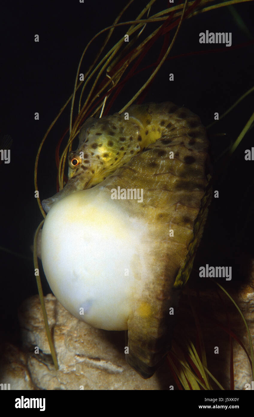 Distended belly Banque de photographies et d’images à haute résolution Alamy