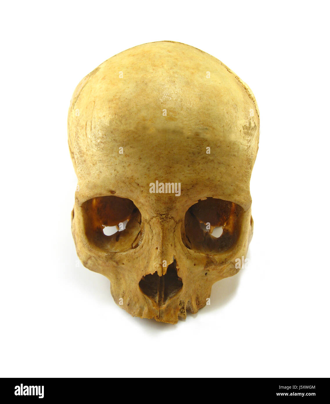 Les os du crâne de mort mort dead head mourir les droits de l'homme anatomie squelette crâne Banque D'Images