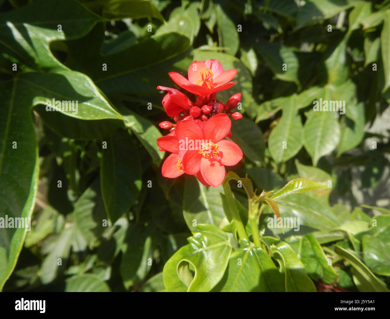 Gros plan de l'Hibiscus rosa-sinensis, communément appelé hibiscus rouge, trouvé aux Philippines, mettant en valeur ses fleurs rouges éclatantes. Banque D'Images