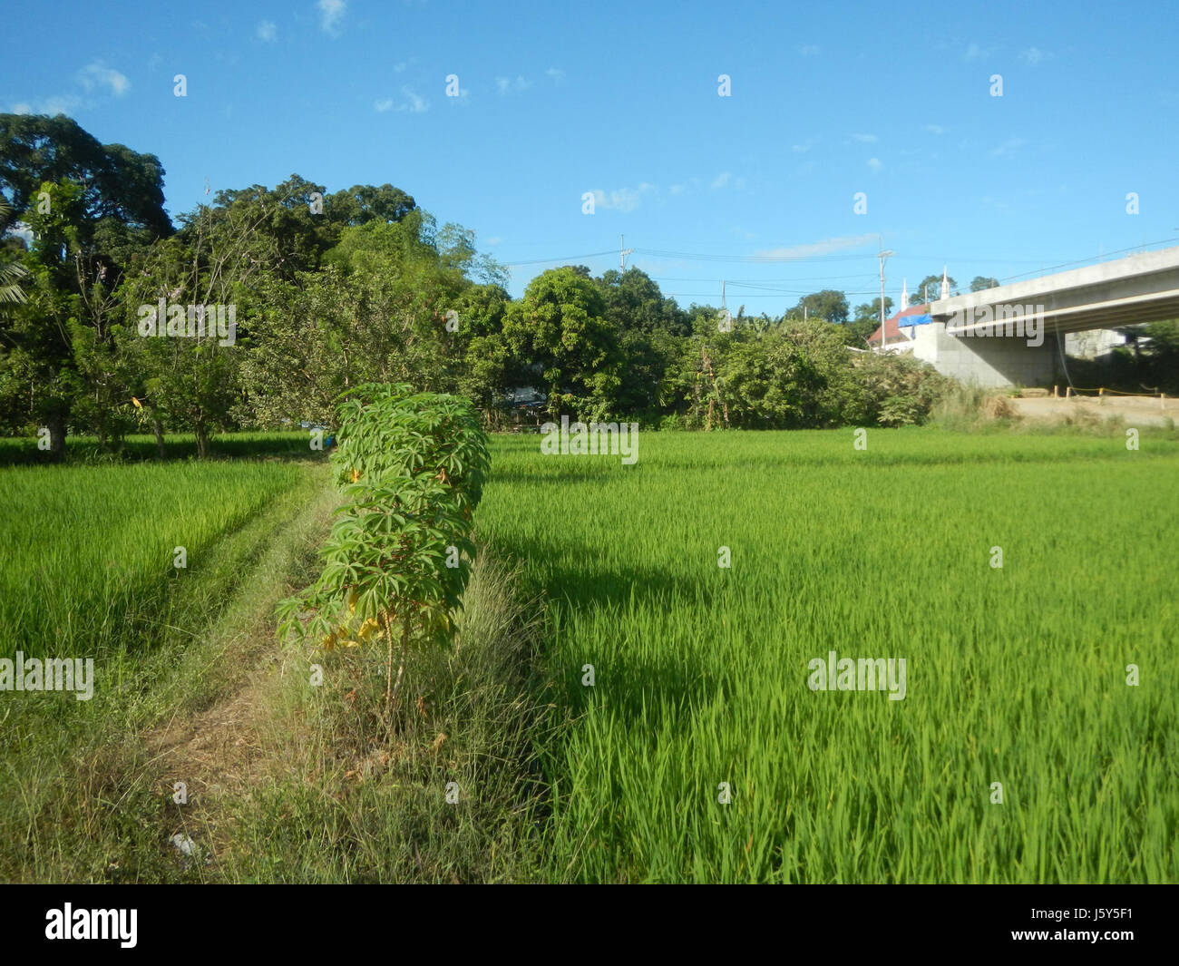 01481 Artère rizières Phase II du projet de dérivation, Tambubong Caingin San Rafael, Bulacan 12 Banque D'Images